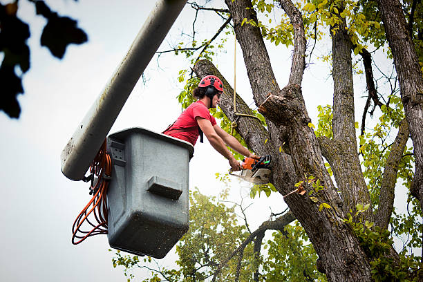 The Steps Involved in Our Tree Care Process in Franklin Farm, VA